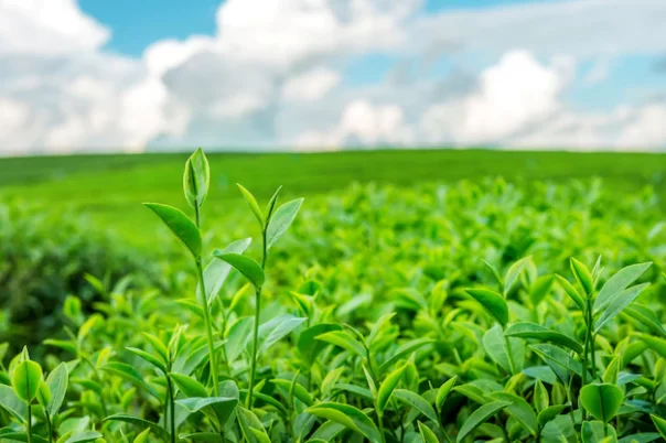 agriculture