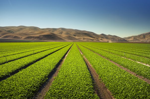 “A green row celery field in the Salinas Valley, California USA”